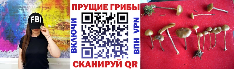 Галлюциногенные грибы Psilocybe  Сургут 